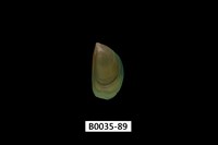 藏品(綠殼菜蛤)的圖片